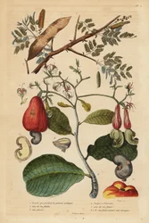 Árbol de goma arábiga y árbol de anacardo