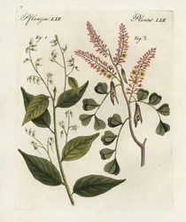 Styrax benzoin 1 y Haematoxylon campechianum 2. Grabado en cobre coloreado a mano del "Bilderbuch fur Kinder" (Libro ilustrado para niños) de Bertuch, Weimar.