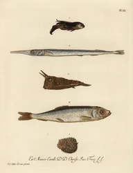 Gurnard, Chelidonichthys species 1, pez aguja, Belone belone 2, pez vaca de cuernos largos, Lactoria cornuta 3, arenque, Clupea harengus 4, y pez puercoespín de pocas espinas, Chilomycterus reticulatus 5. Grabado en cobre coloreado a mano según una ilustra