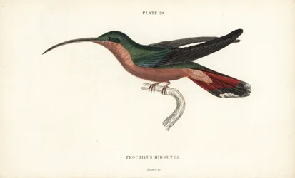 Colibrí de patas peludas, Glaucis hirsutus (ermitaño de pecho rufo, Trochilus hirsutus). Grabado en acero coloreado a mano por William Lizars de la Naturalist