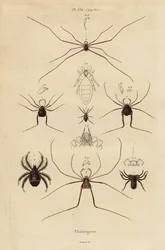 Opiliones, segadores o arañas patonas