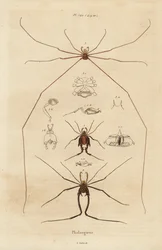 Opiliones, segadores o arañas patonas