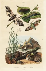 Polilla de halcón, navaja y seablita.