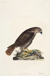 Halcón
