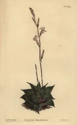 Haworthia mirabilis (Aloe de cojín de hojas rugosas, Aloe mirabilis)