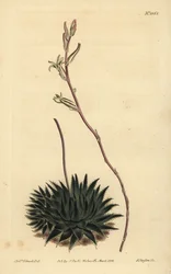 Haworthia pumila o Tulista pumila (Aloe de araña de hojas oscuras, Aloe arachnoides pumila)