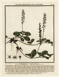 Heath verónica, Veronica officinalis.