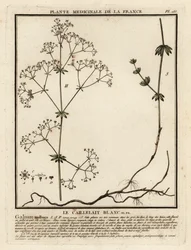 Cercos de la hierba, Galium mollugo.