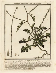 Mostaza de cobertura, Sisymbrium officinale.