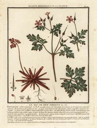 Herb-Robert, Geranium robertianum.