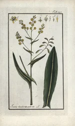 Hierba de San Felipe (Isatis tinctoria sativa). Litografía de "Afbeelding der Artseny-Gewassen" de Johannes Zorn (1739-1799), Países Bajos.