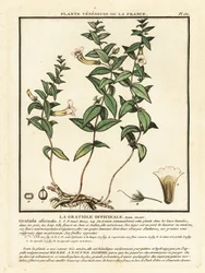 Hierba de gracia, Gratiola officinalis.