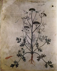 Herbarios Cilantro