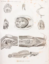 Heterobranches, detalles anatómicos