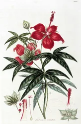 Hibisco