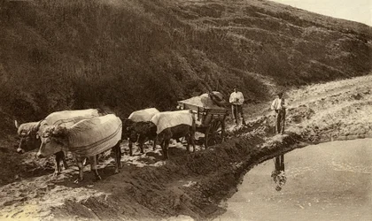 Enganche de bueyes cubierto con telas vascas, principios del siglo XX (fotografía b/n)