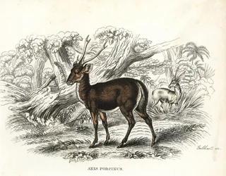 Ciervo porcino, Axis porcinus, en peligro de extinción. Litografía coloreada a mano de Gebhart de la Galería de Historia Natural de Georg Friedrich Treitschke, Naturhistorischer Bildersaal des Thierreiches, Liepzig-1842.
