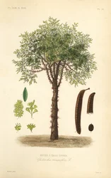 Acacia de tres espinas, Gleditsia triacanthos