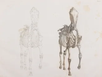 Esqueleto de caballo, vista frontal