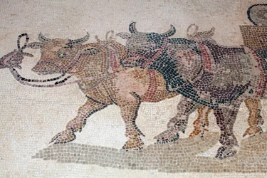(detalle) Bueyes y carro de Icarios del panel que representa el momento justo antes de la tragedia de la muerte de Icarios después de que Dionisos le enseñara a cultivar vino - Mosaicos de Pafos, Casa de Dionisos, siglo III d.C. - Chipre - Bueyes tirando e