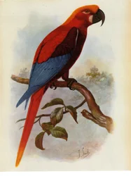 Ilustración de Ara grossei, loro jamaicano
