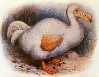Ilustración/Didus solitarius/Dodo blanco de la Reunión/Solitario