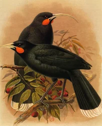 Ilustración/Heteralocha acutirostris/Huia dimorphe/Huia