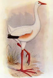 Ilustración/Leguatia gigantea/Gigante de Leguat