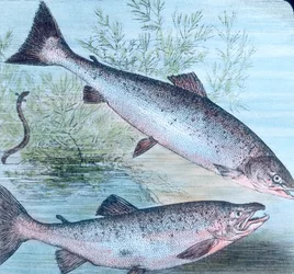 Ilustración del salmón y la trucha asalmonada