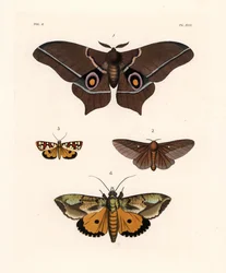 Imbrasia epimethea (Saturnia epimethea) 1, polilla rosada del roble, Anisota virginiensis (Dryocampa virginiensis) 2, Crameria aegocera (Aegocera amabilis) 3, y Eudocima materna (Triphaena materna) 4. Litografía coloreada a mano de la nueva obra de John O.