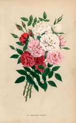 Rosas botón de la India, pompones de Bengala, híbridos de Rosa chinensis. Cromolitografía dibujada y litografiada al natural por F. Grobon a partir de "Les Roses" de Hippolyte Jamain y Eugene Forney, París, J. Rothschild.