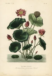 Loto indio, Nelumbo nucifera, Nelumbium speciosum