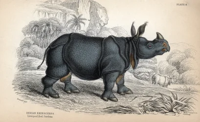Rinoceronte indio (Rhinoceros unicornis o indicus), especie en peligro de extinción. Grabado al cobre de William Lizars, basado en un dibujo de James Stewart, publicado en la Naturalist Library: mammals, pachyderms and quadrupedes with fine skin, editada p