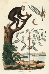 Planta de índigo, Indigofera atropurpurea, y lémur indri o babakoto, Indri indri, críticamente en peligro