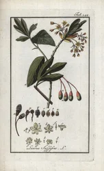 Laurel iroqués (Sassafras albidum). Litografía de "Afbeelding der Artseny-Gewassen" de Johannes Zorn (1739-1799), Países Bajos.