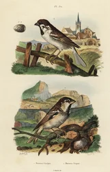 Gorrión italiano, Passer italiae, y gorrión euroasiático con huevo, Passer montanus