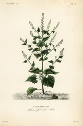 Ajo de oso o mostaza de ajo, Alliaria petiolata, Alliaria officinalis, Alliaire officinale