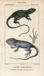 Jacky lashtail, Port Jackson agame, Amphibolurus muricatus, y Cape dwarf gecko, Cape anolis, Lygodactylus capensis. Grabado a mano en cobre punteado del "Diccionario de Ciencias Naturales" de Jussieu, 1816-1830. Los volúmenes sobre peces y reptiles