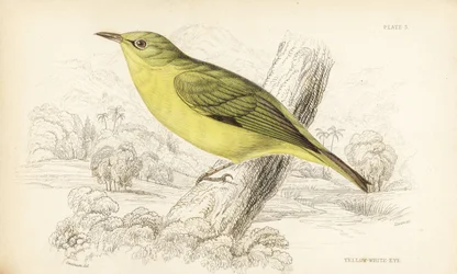 Ojo blanco de Java, Zosterops flavus (Ojo blanco amarillo, Zosterops flava). Grabado en acero coloreado a mano por William Lizars según William Swainson de la Naturalist