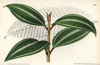 Variedad Johnnyberry, Miconia pulverulenta var trifasciata. Dibujado y cromolitografiado por P. de Pannemaeker a partir de l