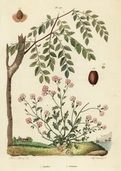 Azufaifo o dátil chino, Ziziphus jujuba 1, y alhelí de Virginia, Malcolmia maritima 2