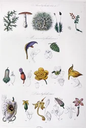 Método Jussieu, c.1850 (grabado)