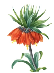 Corona del Kaiser (Fritillaria imperialis)