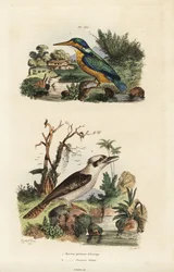 Martín pescador, Alcedo atthis, y kookaburra risueña, Dacelo novaeguineae