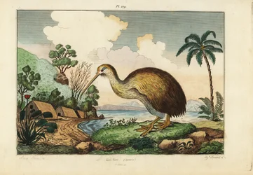 Ave kiwi, Apteryx australis
