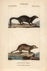La mangouste et le suricate - Eau forte de Jean Gabriel Pretre (1780-1845), grabado por Carnonkel, para el diccionario de ciencias naturales: mamíferos de Frederic Cuvier, editado por Pierre Jean Francois Turpin (1775-1840), publicado por F.G.Levrault, a P