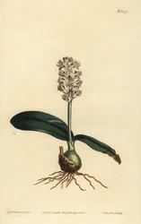 Lachenalia pálida, Lachenalia lucida