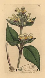 Galeopsis speciosa (Galeopsis versicolor) (Galeopsis a fleurs panachees) Grabado en cobre coloreado a mano según un dibujo de James Sowerby para English Botany de James Smith.