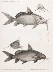 Le Pimedlode Guemel y Le Pimelode Scheilan