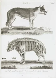 El lobo y la hiena rayada e insectos cantáridos